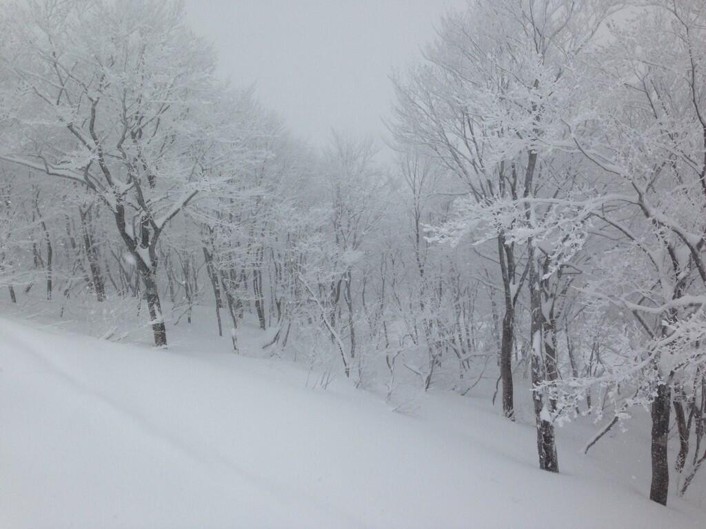 大雪により各地でパウダー祭り！その様子。